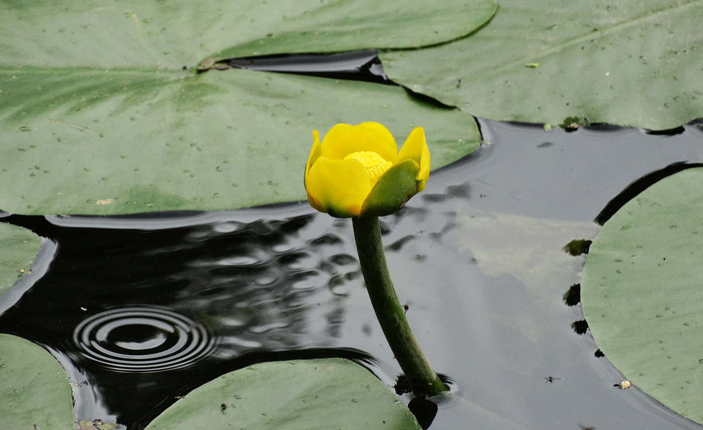 Image of Nuphar lutea specimen.