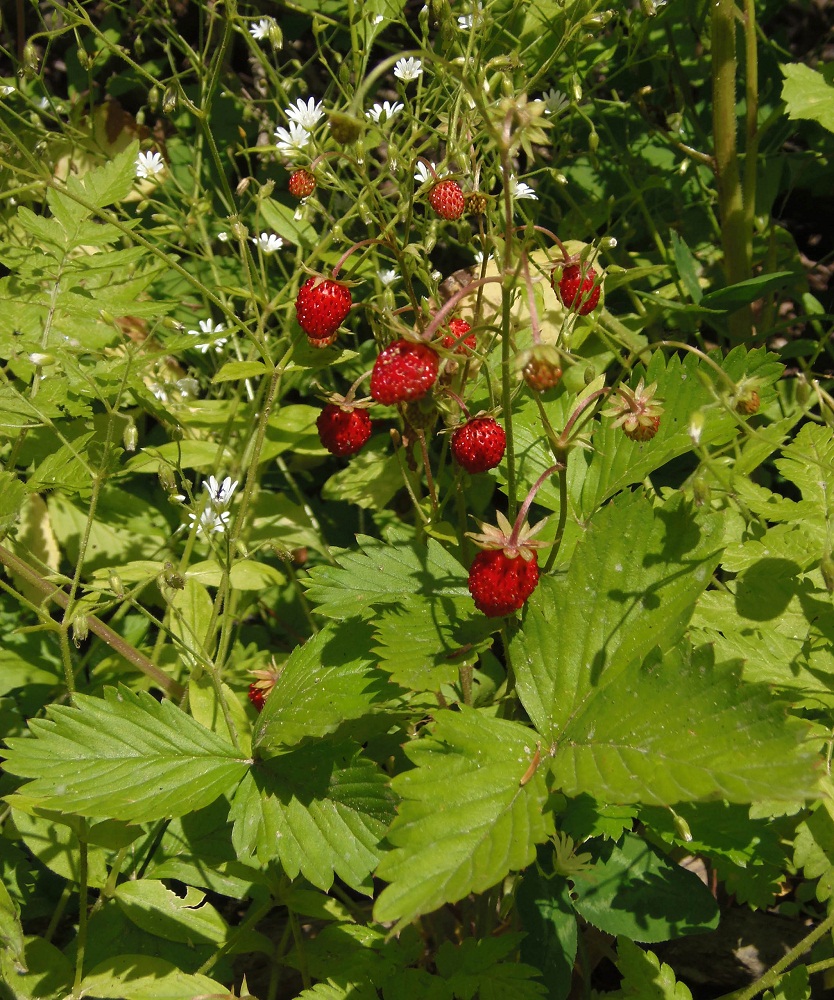 Изображение особи Fragaria vesca.