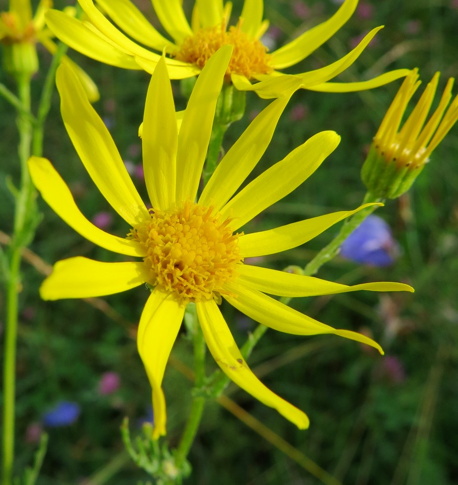 Image of Senecio erucifolius specimen.