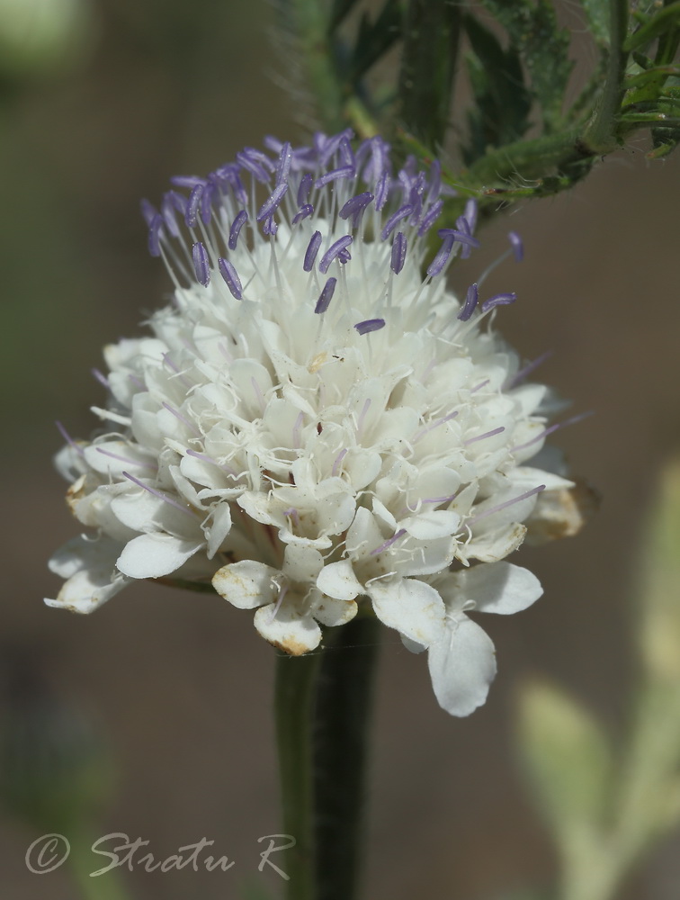 Изображение особи Cephalaria transsylvanica.