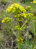 Image of taxon representative. Author is Алексей Малиновских