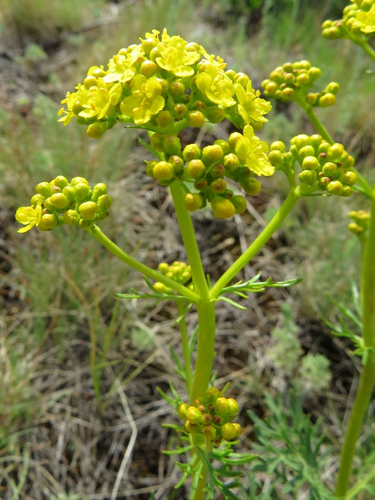 Image of Patrinia intermedia specimen.