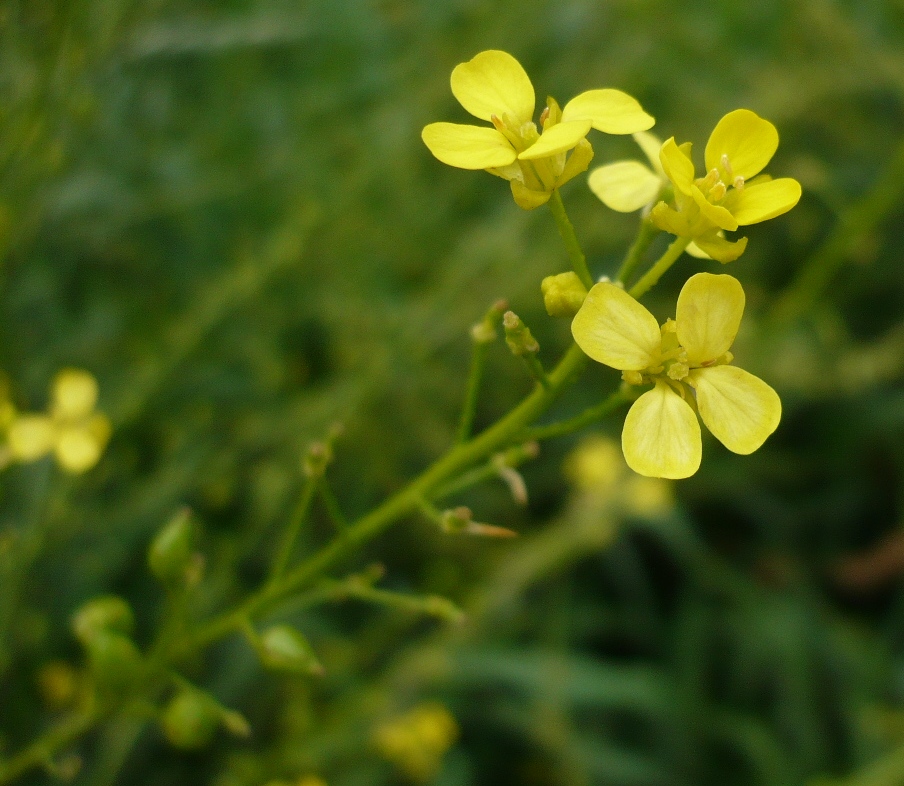 Image of Bunias orientalis specimen.