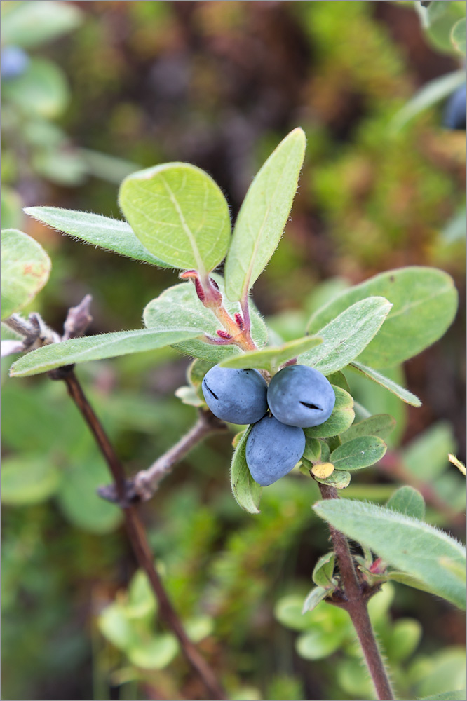 Image of Lonicera &times; subarctica specimen.