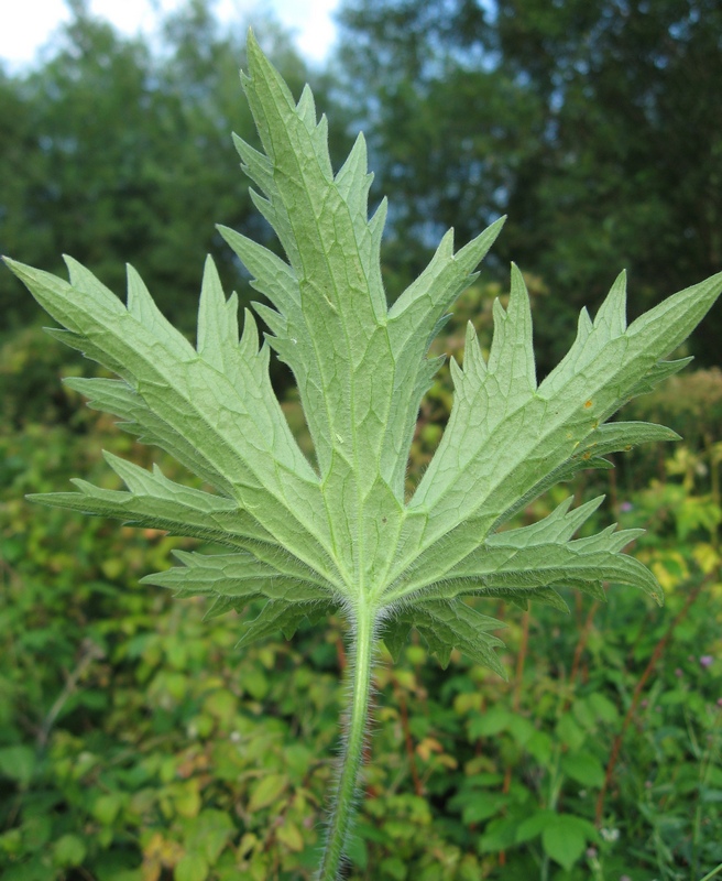 Image of Delphinium retropilosum specimen.