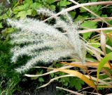 Смотреть изображение род Miscanthus