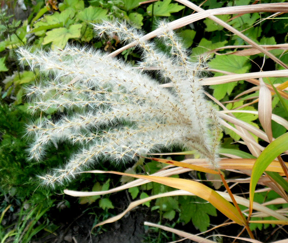 Image of genus Miscanthus specimen.