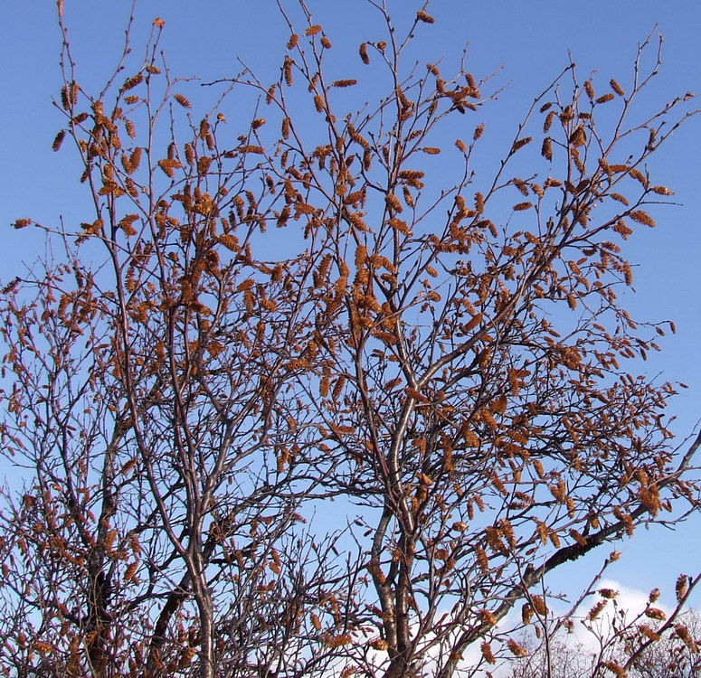 Image of genus Betula specimen.