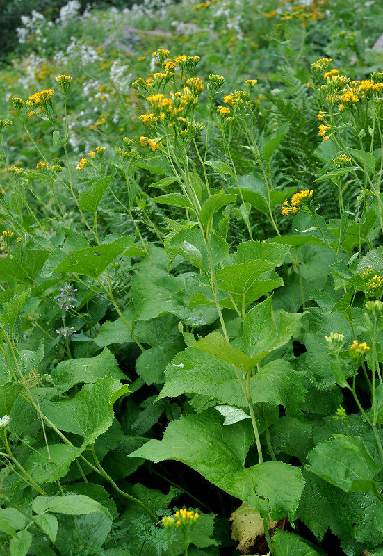 Image of Caucasalia macrophylla specimen.