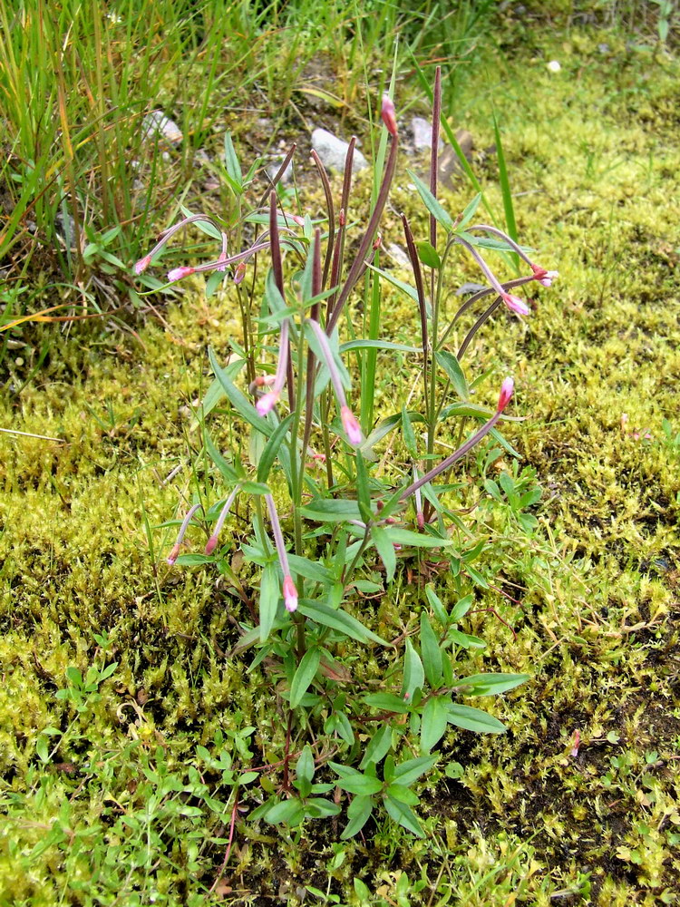 Image of Epilobium palustre specimen.