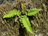 Dryopteris fragrans