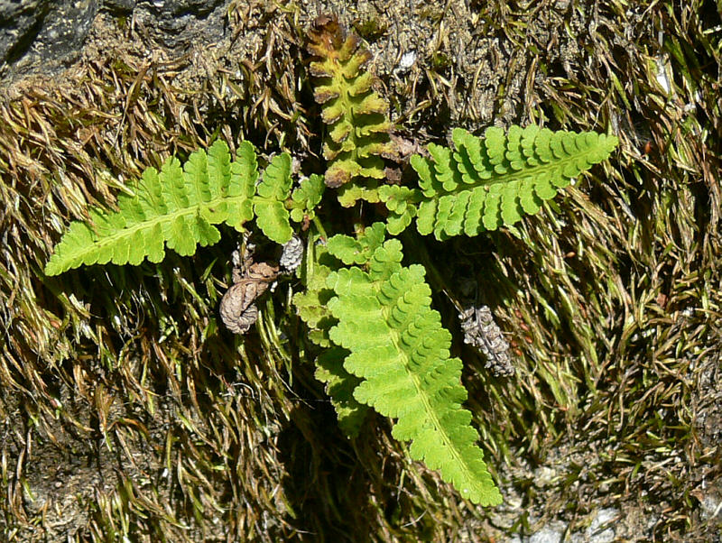 Image of Dryopteris fragrans specimen.