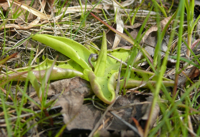 Image of Pinguicula vulgaris specimen.