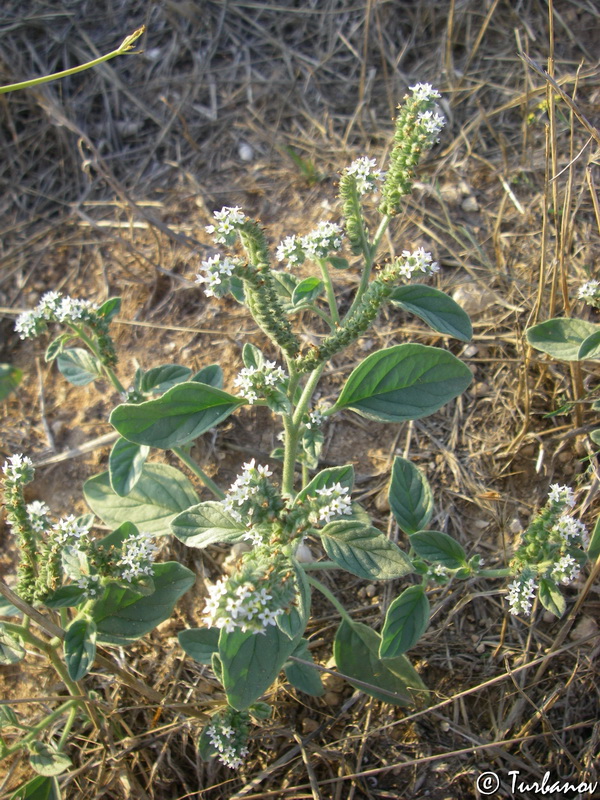 Изображение особи Heliotropium ellipticum.