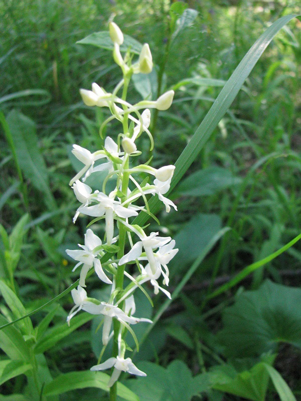 Image of Platanthera bifolia specimen.