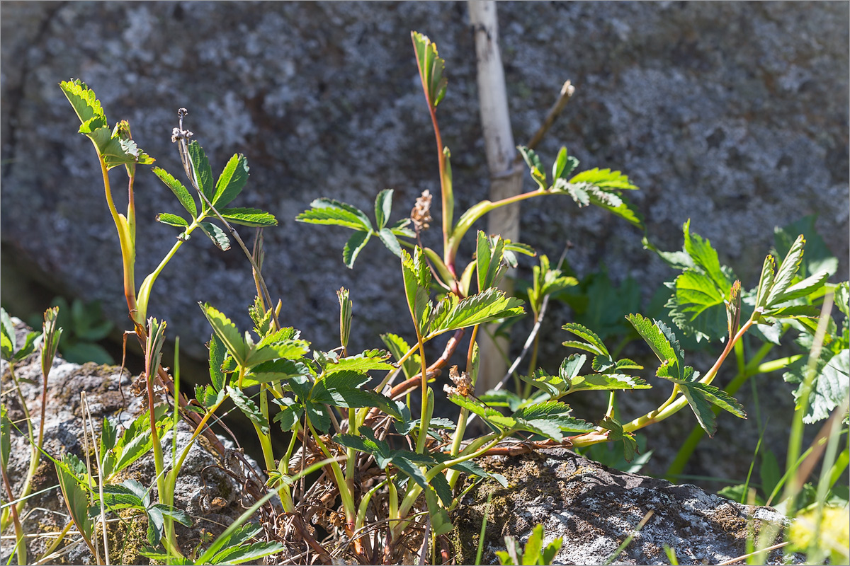 Image of Comarum palustre specimen.