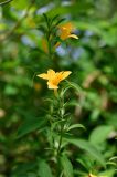 Barleria prionitis