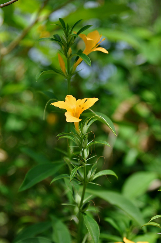 Image of Barleria prionitis specimen.