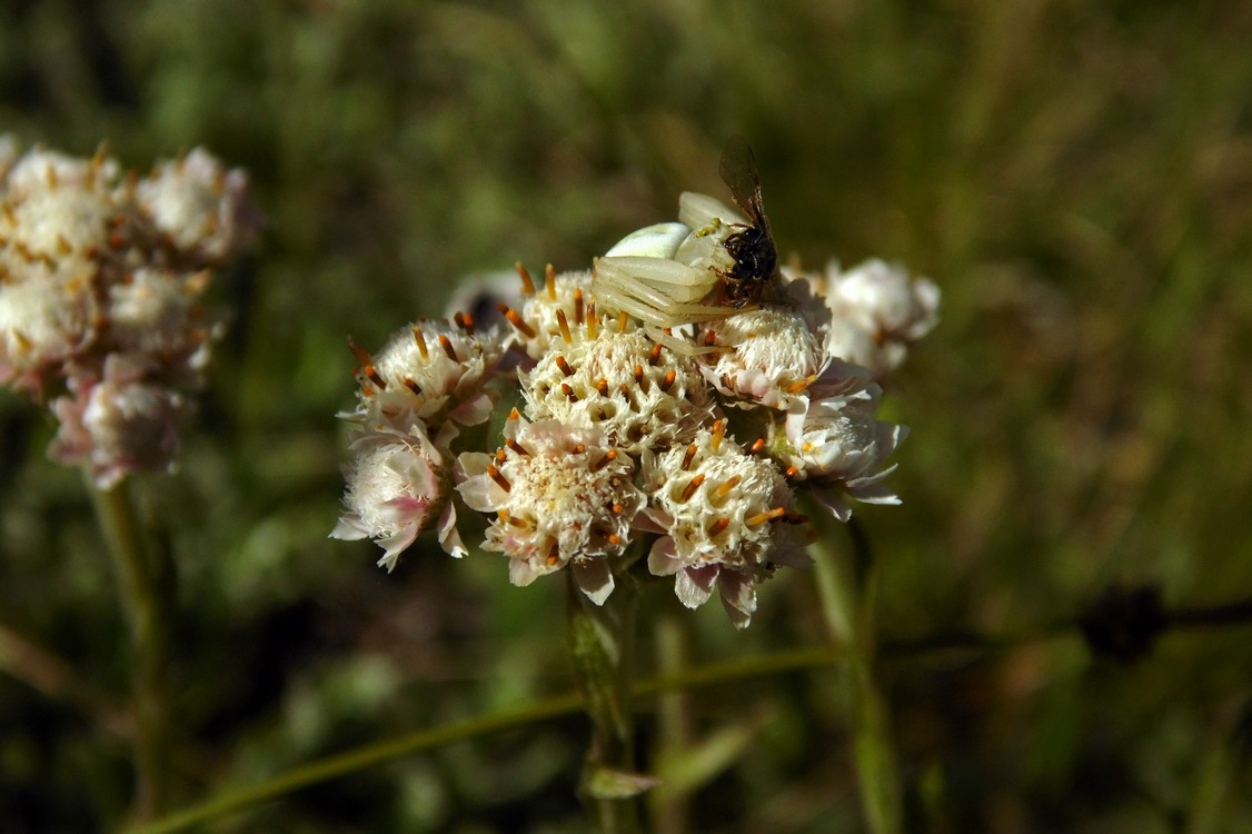 Image of Antennaria dioica specimen.