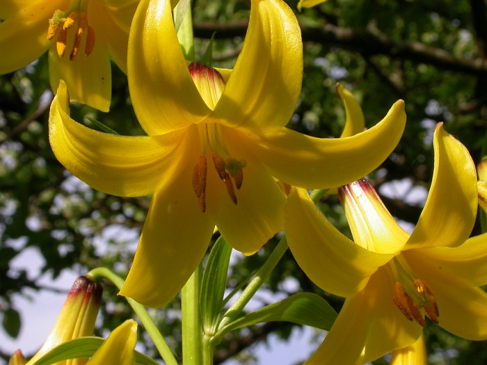 Image of Lilium kesselringianum specimen.