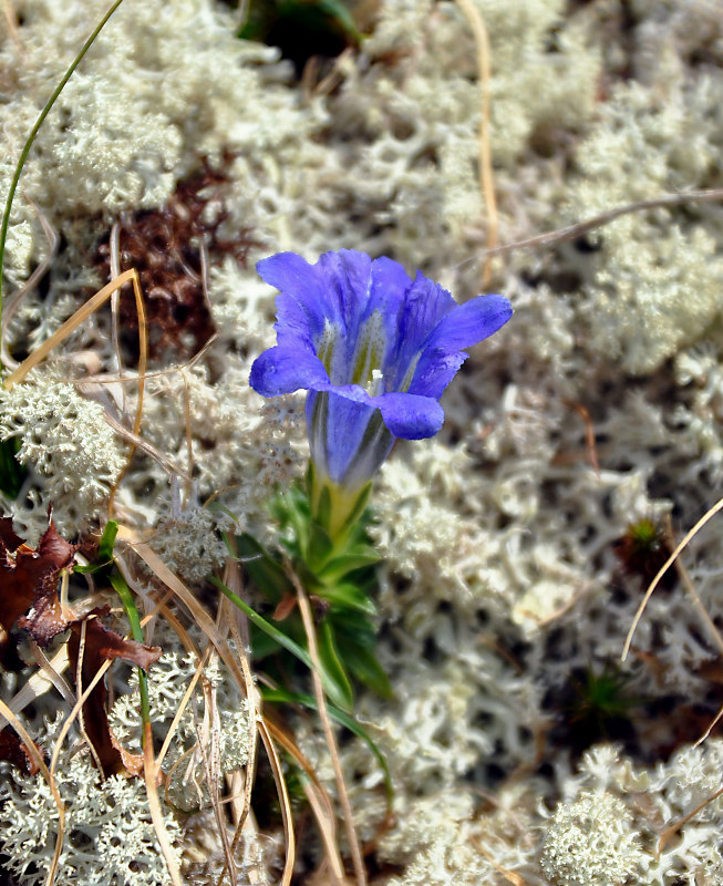 Image of Gentiana grandiflora specimen.