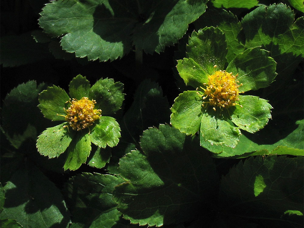 Image of Hacquetia epipactis specimen.