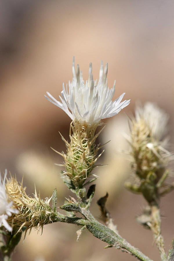 Изображение особи Centaurea pseudosquarrosa.