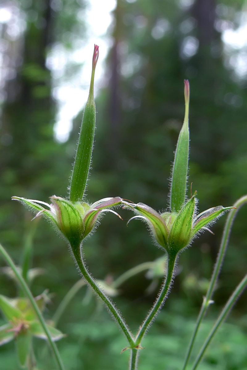 Image of Geranium sylvaticum specimen.