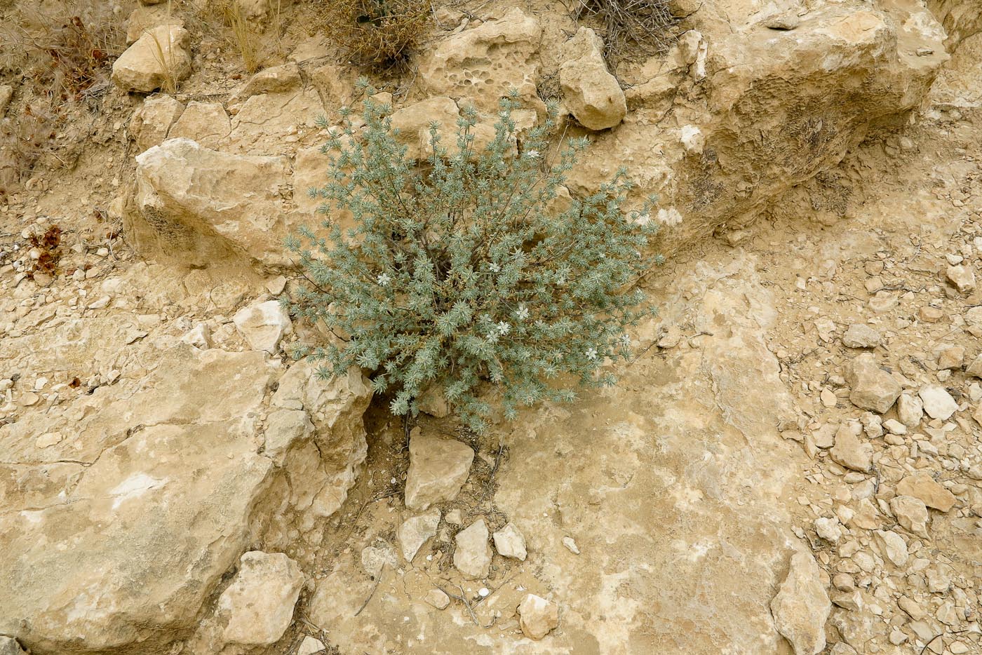 Image of Reaumuria hirtella specimen.