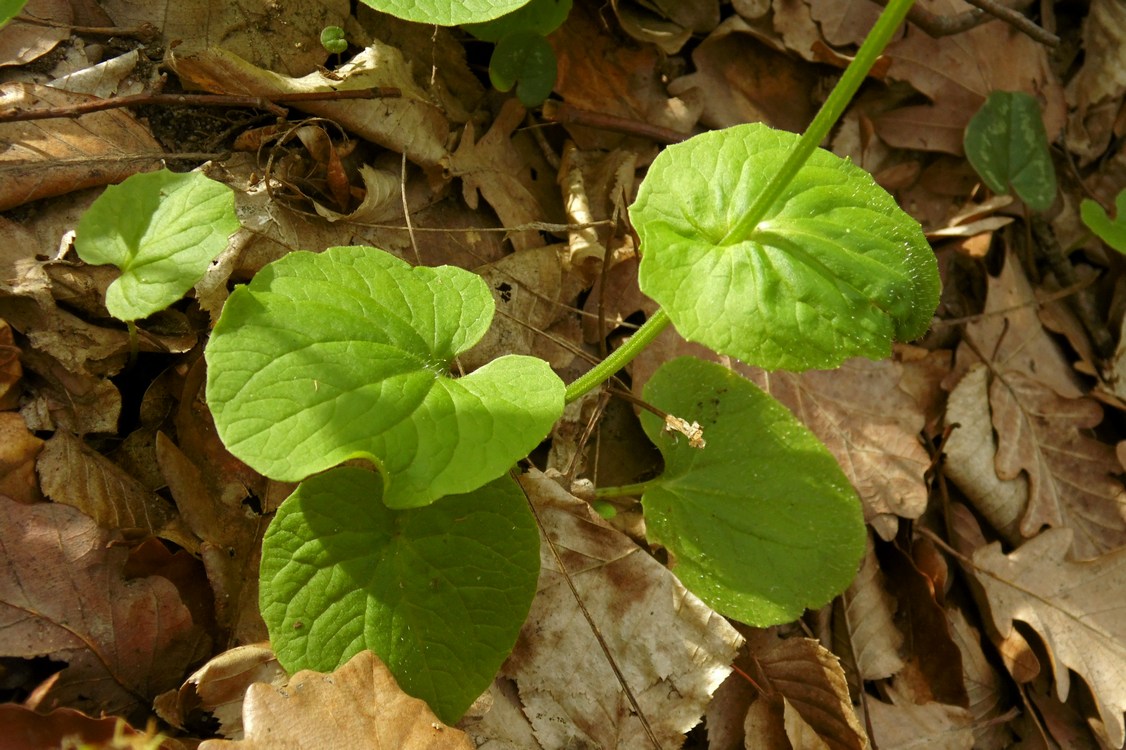 Image of Doronicum orientale specimen.