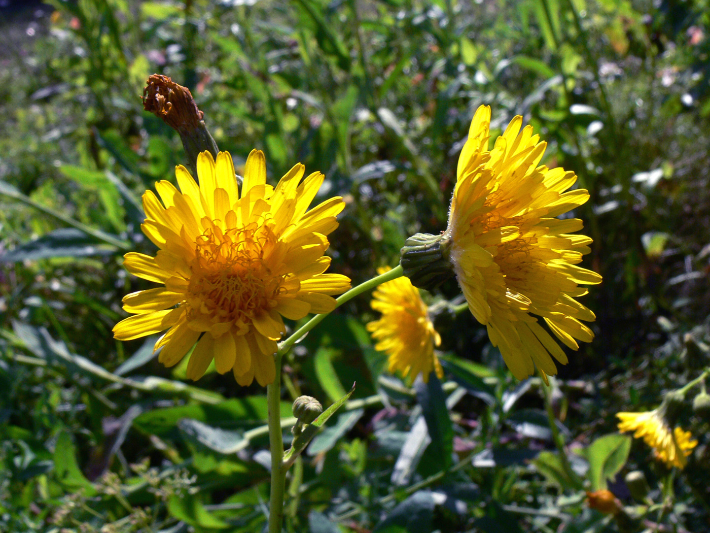 Image of Sonchus arvensis ssp. uliginosus specimen.