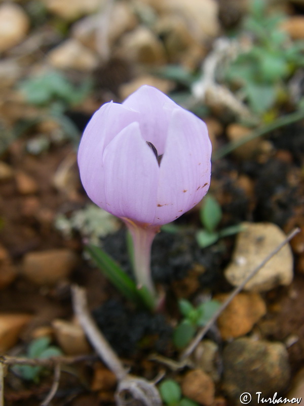 Image of Colchicum triphyllum specimen.