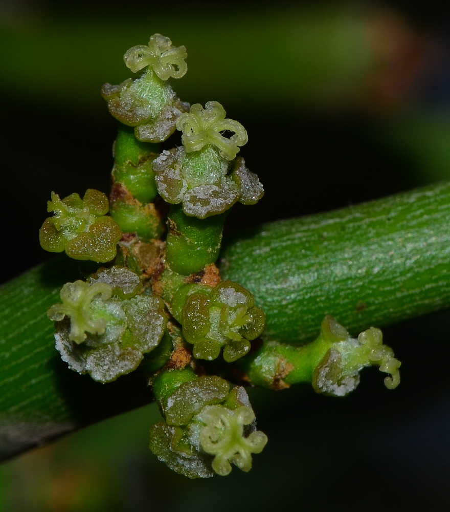 Image of Euphorbia tirucalli specimen.