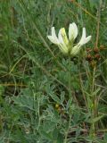 Astragalus albicaulis