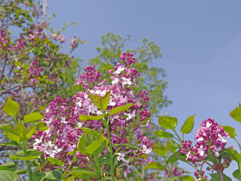 Image of Syringa oblata specimen.