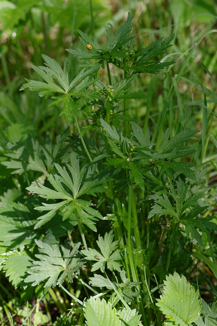 Image of genus Ranunculus specimen.