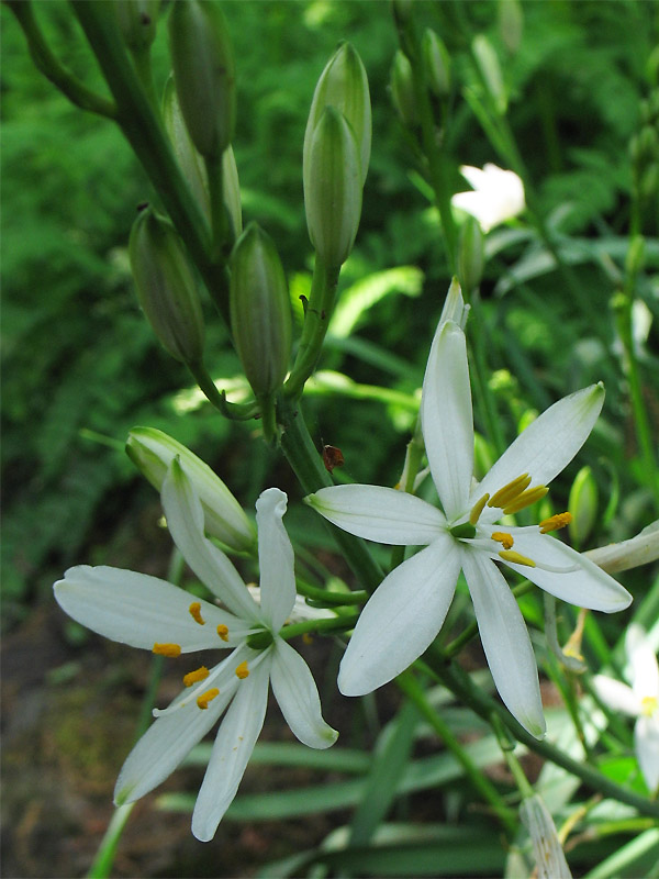 Image of Anthericum liliago specimen.