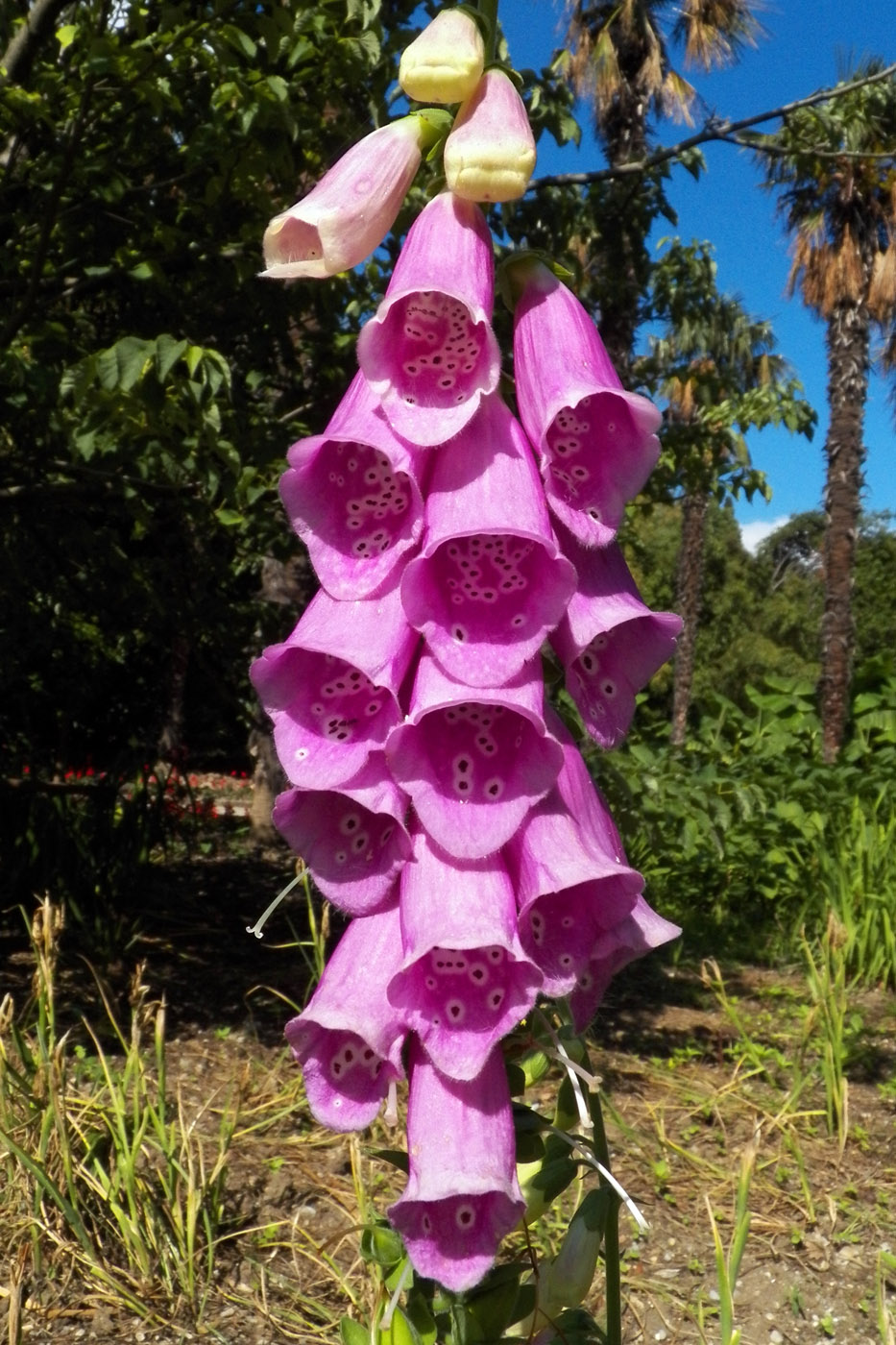 Image of Digitalis purpurea specimen.