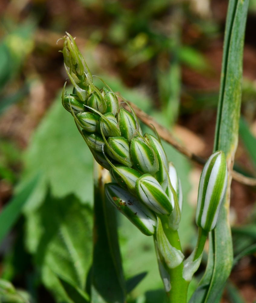 Image of Ornithogalum narbonense specimen.