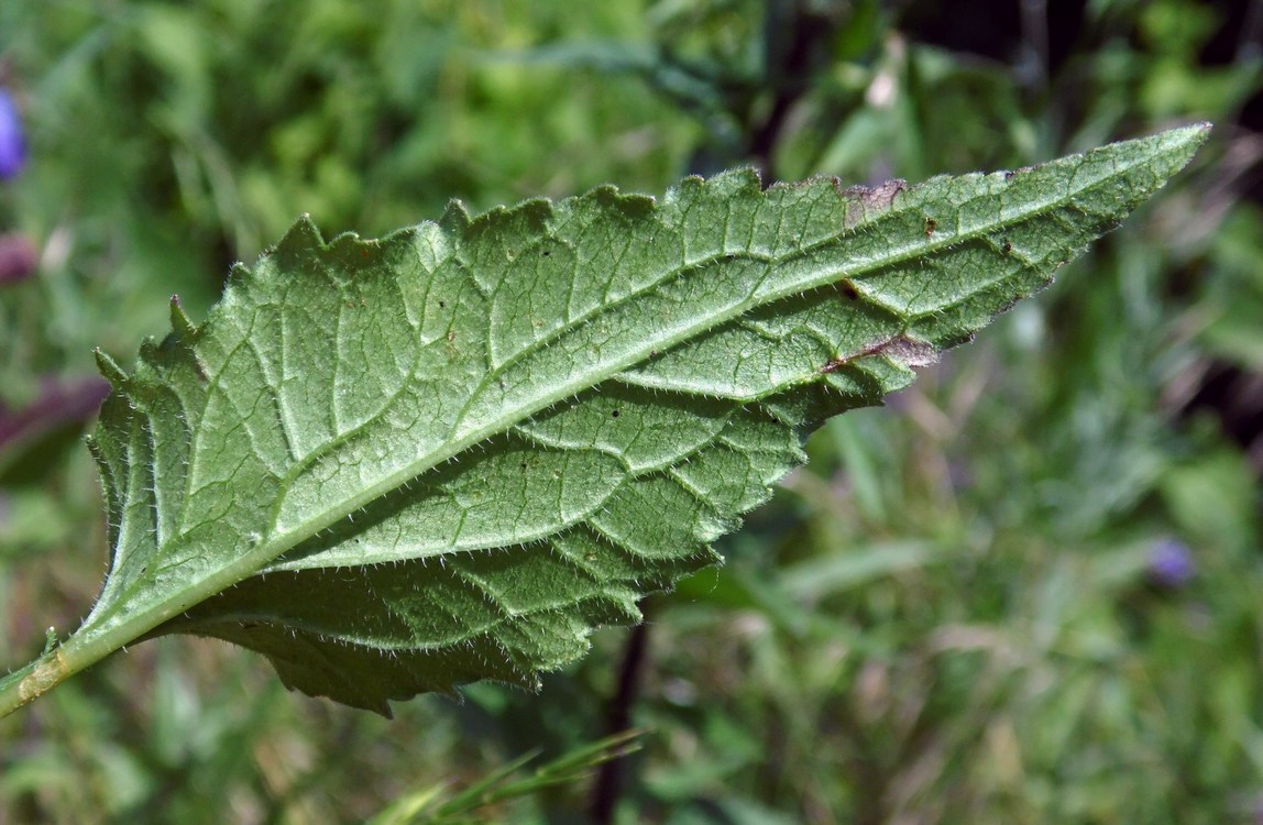 Image of Campanula rapunculoides specimen.