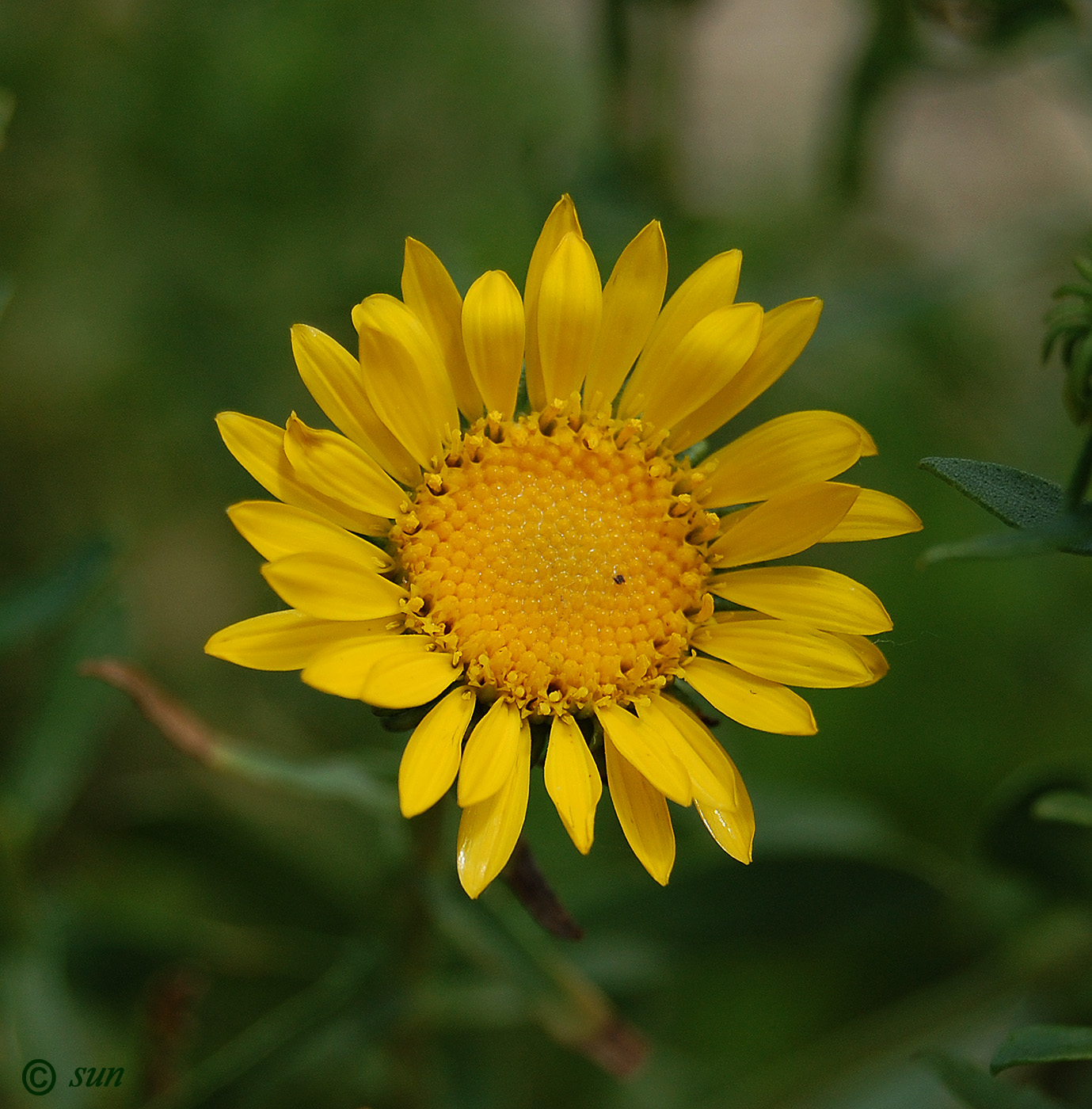 Image of Grindelia squarrosa specimen.