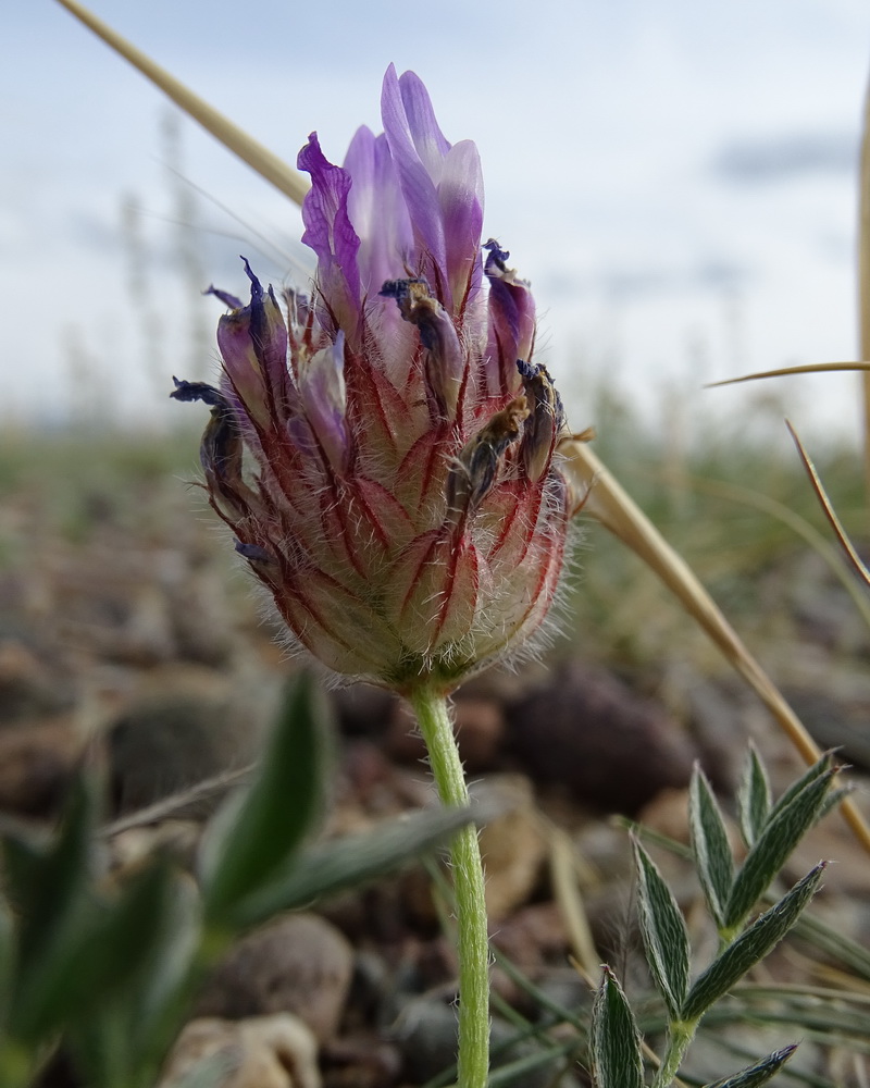 Image of Astragalus laguroides specimen.