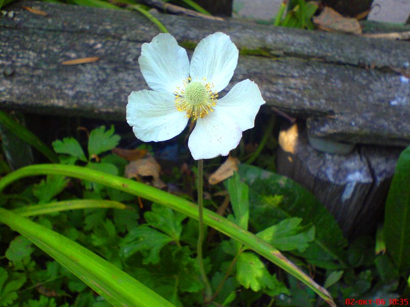 Image of Anemone sylvestris specimen.