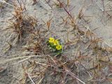 Ranunculus nivalis