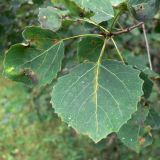 Populus tremula. Верхушка побега. Амурская обл., Бурейский р-н, окр. с. Виноградовка, обочина дороги в дубовом лесу. 20.07.2016.