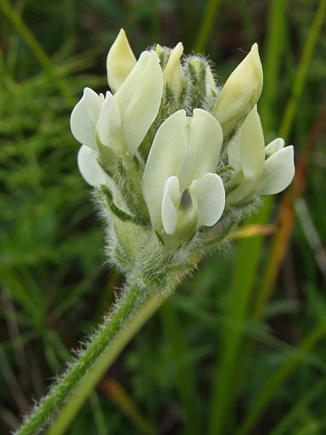 Изображение особи Oxytropis evenorum.