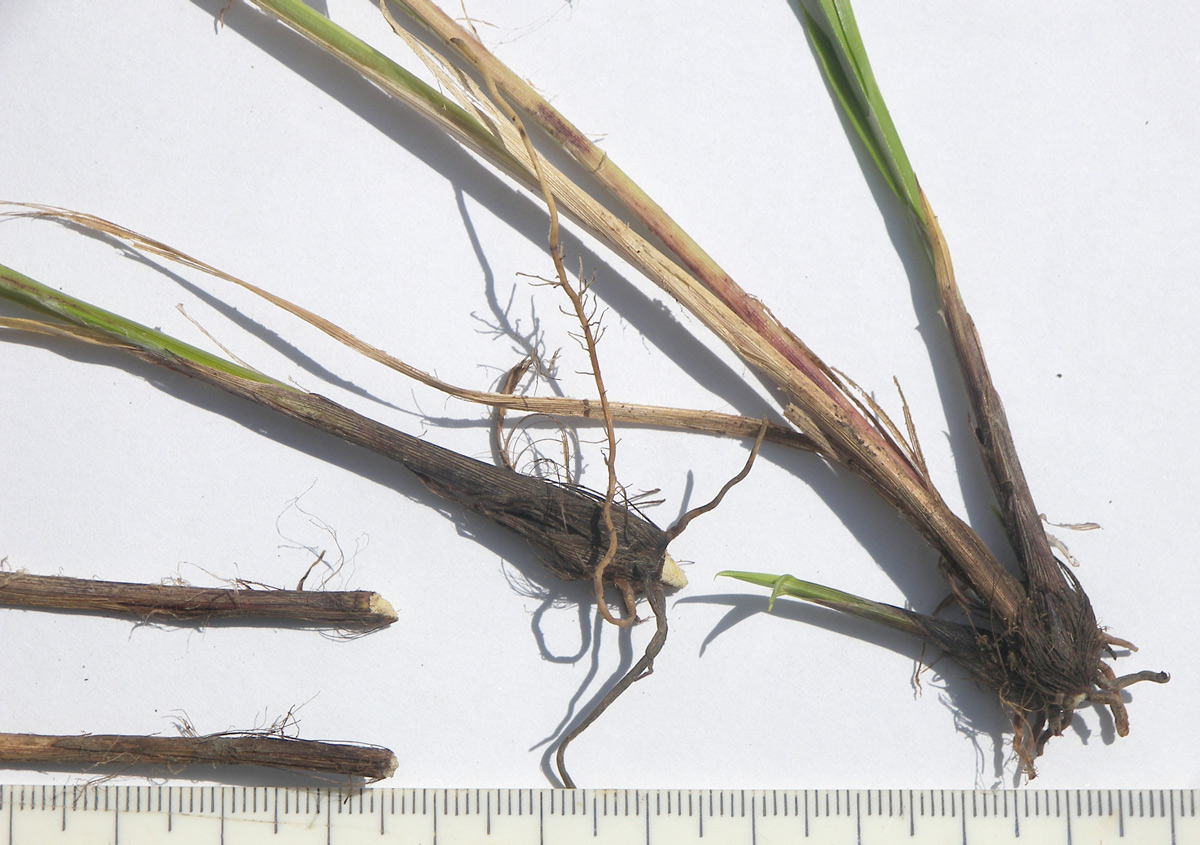 Image of Carex vulpina specimen.