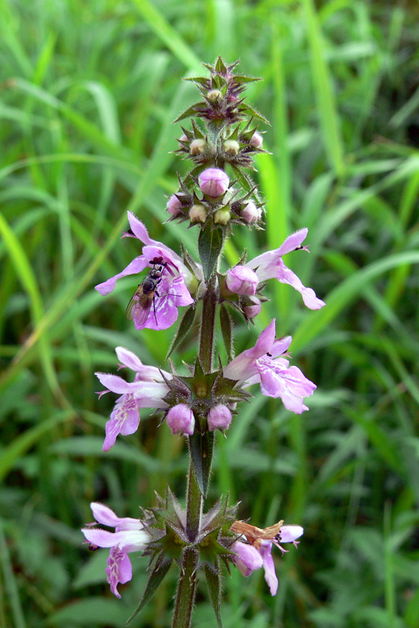 Изображение особи Stachys palustris.