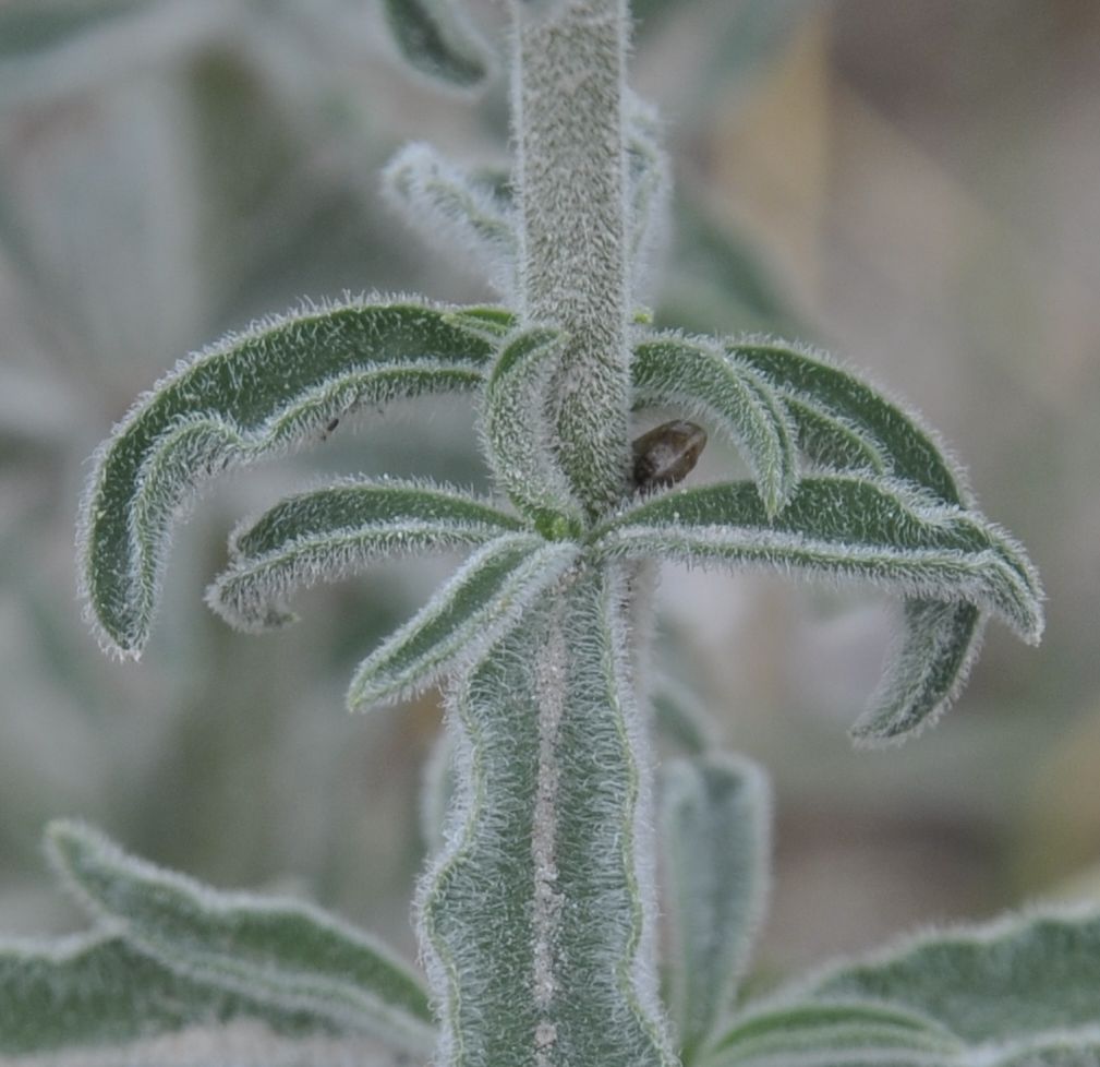 Изображение особи Silene exaltata.