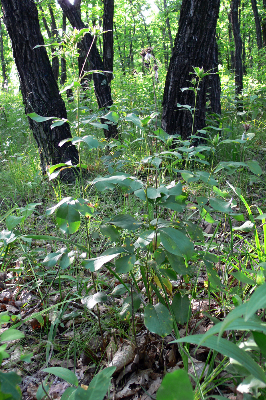 Image of Atractylodes ovata specimen.